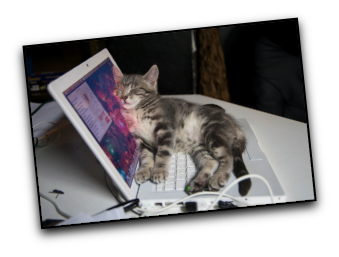 Kitty On Keyboard