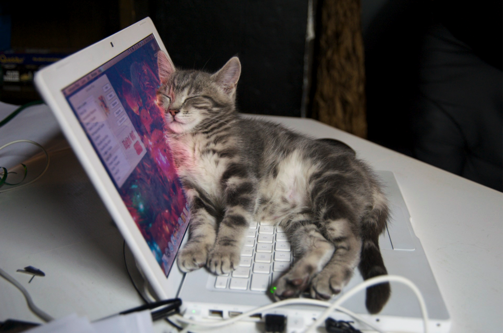 Kitty on Keyboard